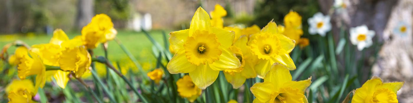 Image of yellow flowers